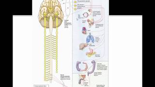 COMLEX Board Prep OMT Parasympathetic Nervous System Innervations [upl. by Kiryt]