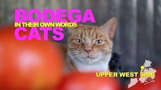 Bodega Cats In Their Own Words Oliver of the Upper West Side [upl. by Aicilak]