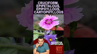 Cruciform  Epipetalous  Epiphyllous  Caryophyllous  Class 11 BIOLOGY NEETUG  neet science [upl. by Lipcombe]