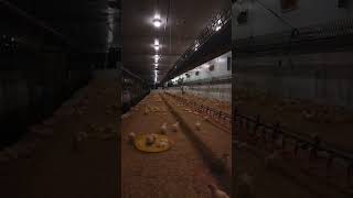 Program Lighting Ayam  Hato Lighting Hato VDL farming kandangclosehouse breeding brooding [upl. by Tiffa]