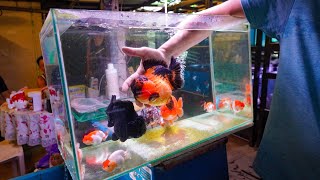 Exotic RANCHU amp ORANDA Goldfish Store Tour Singapore Goldfish [upl. by Joyan]