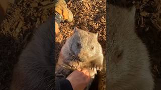 Like BareNose Wombat  Vombatus Ursinus [upl. by Sivrad]