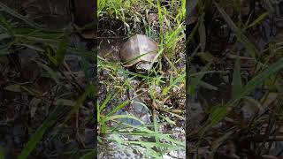 tortoise walking slowly 5 asmr wildlife [upl. by Assiren551]