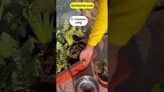 9 Vegetables that grow easily in pots Ab Gamle mein kheti karo maze se shorts [upl. by Domash]