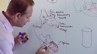 Ventricles and Aorticpulmonary Septum  Embryology [upl. by Vale]