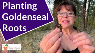 Sustainable Herbalism Planting Goldenseal Roots [upl. by Chrissie]