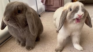 Mini Lop Rabbits  Holland Mini Lop Bunnies Playing [upl. by Nauqas391]