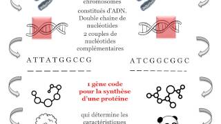 Révision ADN métabolisme cellule [upl. by Nosrettap]