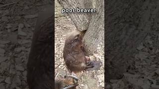 beaver stuck in wood😭😭 [upl. by Mikel448]