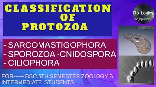 Classification of Protozoa Sarcomastigophora Sporozoa  Cnidospora Ciliophora  BSC5th sem [upl. by Lirba]