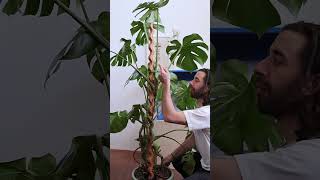 Monsteras have a FRONT and BACK plants monstera plantcare [upl. by Rubliw281]