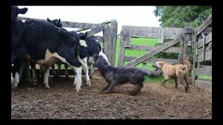 Beardies Working Cattle New Zealand [upl. by Hiroshi]