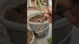 Removing phyllanthas niruri from My GardenA StepbyStep Guide short ytshorts viral shorts [upl. by Annawit982]