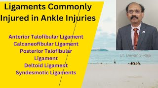 Ligaments Commonly Injured in Ankle Injury [upl. by Einniw867]