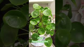 Pilea peperomioides plantasfelices plantasymasplantas jardineando shots [upl. by Mcculloch]