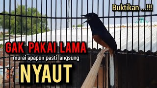 murai batu gacor AMPUH buat PANCINGAN murai batu agar bunyi ikut NYAUT EMOSI NYAUT [upl. by Eevets]