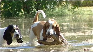 Basset Hounds Playing in Water [upl. by Arakat]