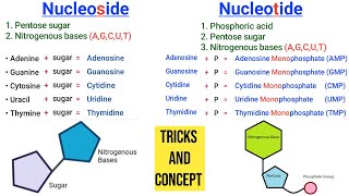 Learn Nucleoside and Nucleotide with one Shortcut  Nucleoside vs Nucleotide [upl. by Lange]