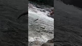 Amazing fishing in river  Trout fish in forest river  ytshorts [upl. by Elsilrac]