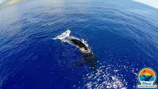 Whale Watching with Maui Adventure Cruises [upl. by Eila623]