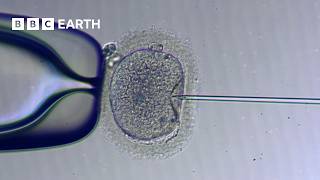 How IVF Works  The Story of Fertility  BBC Earth Science [upl. by Torrance]