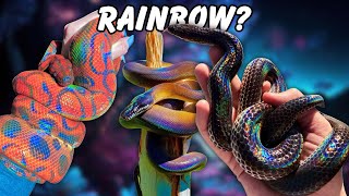 Amazing RAINBOW SNAKES And the Science behind Them [upl. by Reinert]