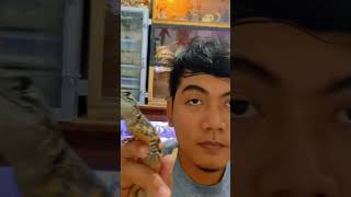 feeding agama lizard [upl. by Atauqal195]