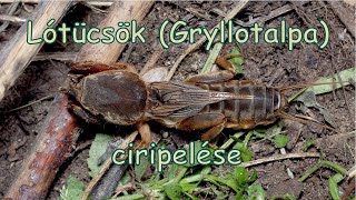 Lótücsök Gryllotalpa ciripelés  Gryllotalpa sound [upl. by Collete]