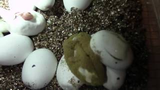 Snake Eggs hatching [upl. by Tiebout]