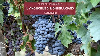 Il Vino Nobile di Montepulciano  Storia Vinificazione e Abbinamenti [upl. by Adnerak]