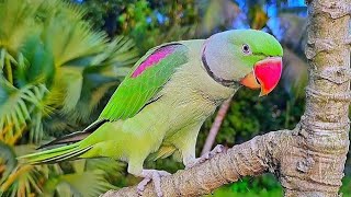 Alexandrine Parrot Natural Sounds  Voices [upl. by Yssirc545]