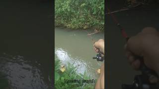 Mancing ikan benter jos pokoke shorts feedshorts [upl. by Underwood814]