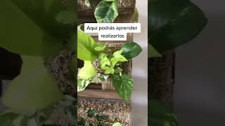 Aprende Jardinería Vertical jardin jardineriayplantas diseñodeinteriores plantas paisajismo [upl. by Edas]