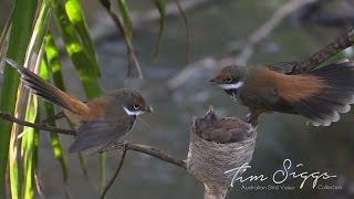 Rufous Fantail Rhipidura rufifrons HD Video Clip 2 2 [upl. by Ashok713]