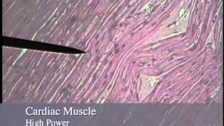 Muscle Histologymov [upl. by De]