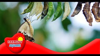 What is Metamorphosis  More Grades 25 Science on the Learning Videos Channel [upl. by Einyaj]