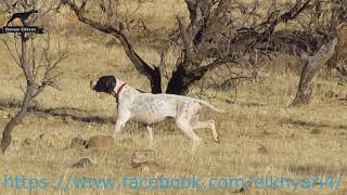 english pointer [upl. by Sanders166]