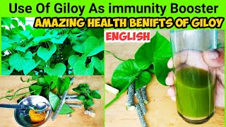 Use Of Giloy As Immunity Booster  Amazing Health Benefits of Giloy Juice  How To Grow Giloy [upl. by Bank]