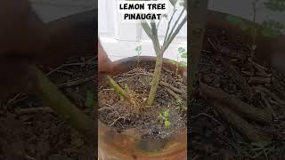 LEMON MARCOTTE tutorialsvideo lemonlovers gardening plantalovers plantitoplantita [upl. by Lhary198]