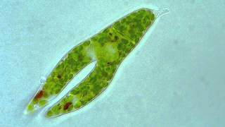 Euglena  Longitudinal binary fission [upl. by Nyleek992]