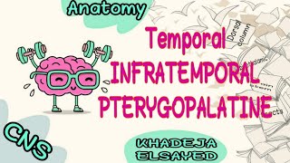 Temporal Infratemporal amppterygopalatine fossa [upl. by Magnus]