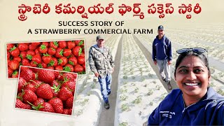 అమెరికన్ స్ట్రాబెర్రీ సాగు విధానం  California Strawberries 🍓🍓🍓 shwaaravlogs [upl. by Aneri]