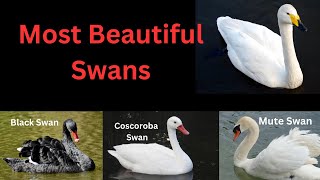 7 Most Beautiful Swans [upl. by Karina]