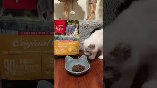 Pom Pom playing hide and seek with his food 😂😂 orijen cat food catlover trending xuhuong [upl. by Uamak]