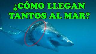 Las 3 Formas en que los Plásticos llegan al Mar  Plásticos en el Océano [upl. by Younglove]