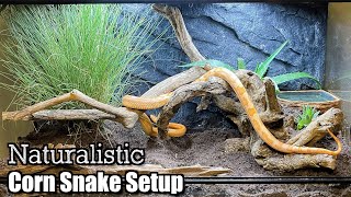 Naturalistic Corn Snake Setup  No More Aspen [upl. by Gusta]