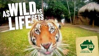 Australia Zoo  Its As WILD As LIFE Gets Featuring Bindi and Robert Irwin [upl. by Flint819]