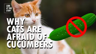 This Is Why Cats Are Afraid Of Cucumbers [upl. by Asseniv]