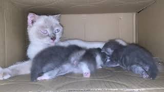 Cute kitten with mother  Sound helps the mind relax  Stocat Snow cat cutecat [upl. by Cristy]