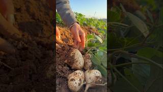 Harvesting Jicama jicama wintermelon wintersquash fruitcarving [upl. by Keily789]